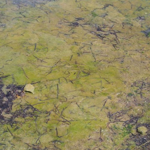 helenegerber-tocades (7)