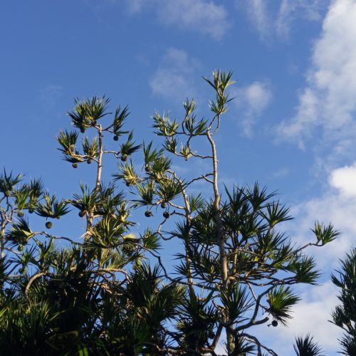 letampon-mediatheque-helenegerber (3)